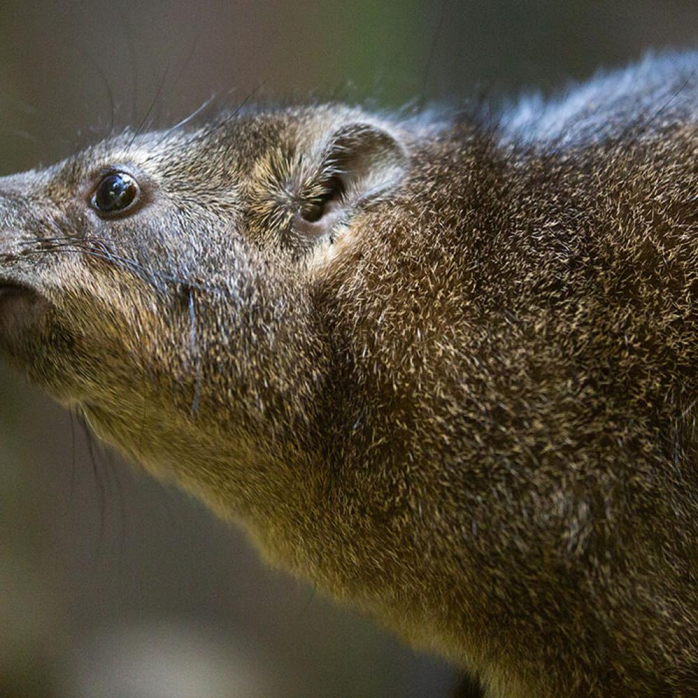 A small, furry brown mammal, called a rock hyrax