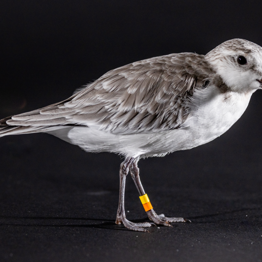 Side profile of a sanderling, a small, plump shorebird with gray and white plumage.