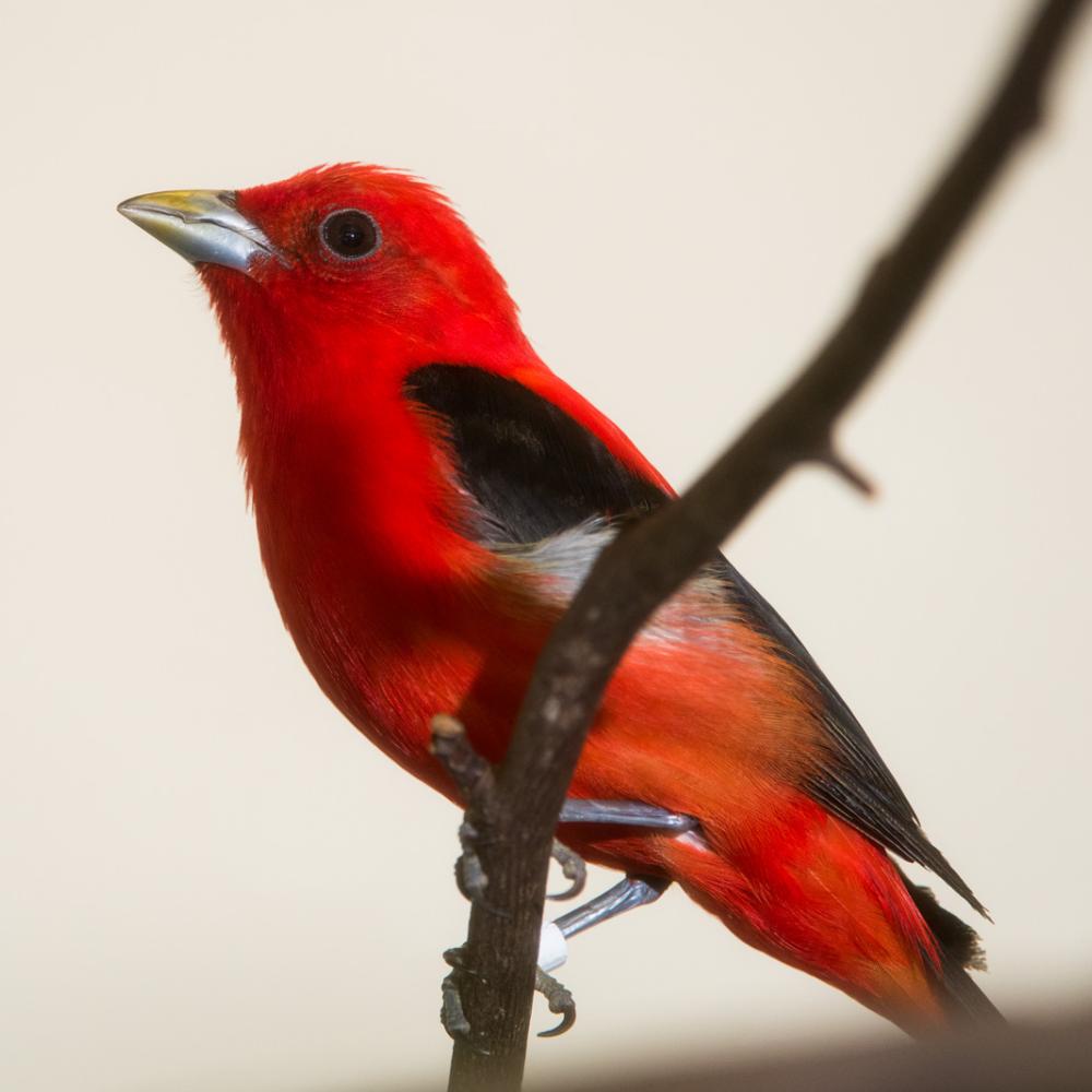 Scarlet tanager bird perched on a tree branch