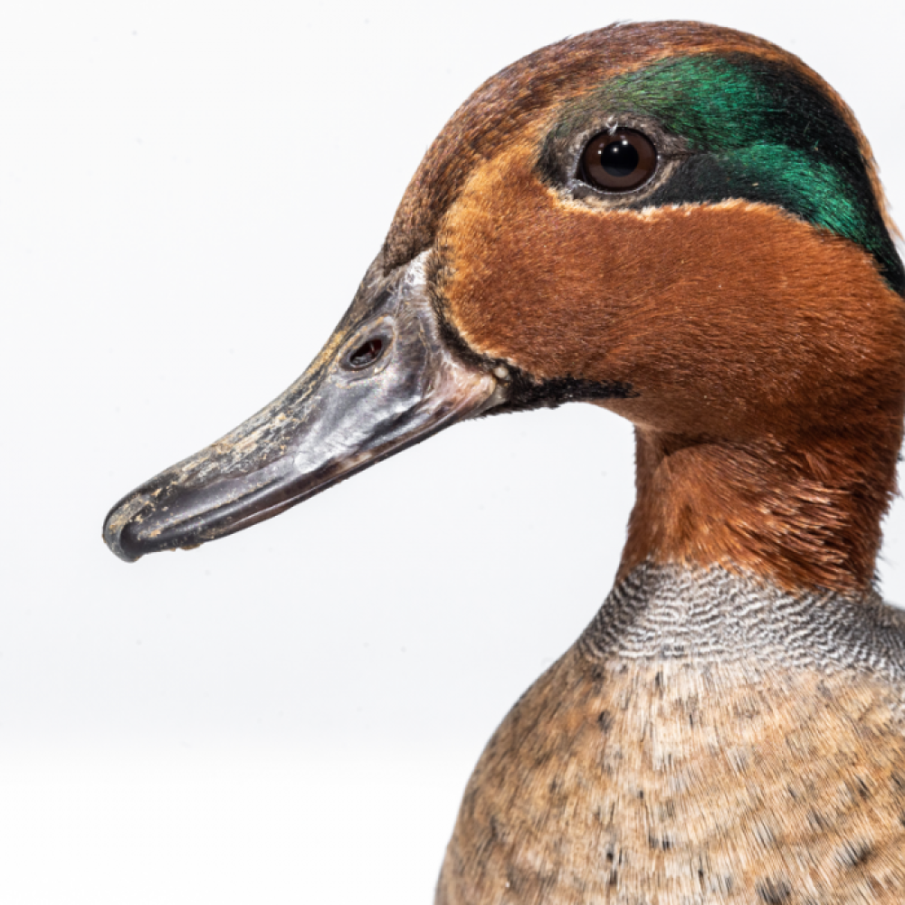 A male green-winged teal. The photo is a close-up and the duck's head takes up most of the image.