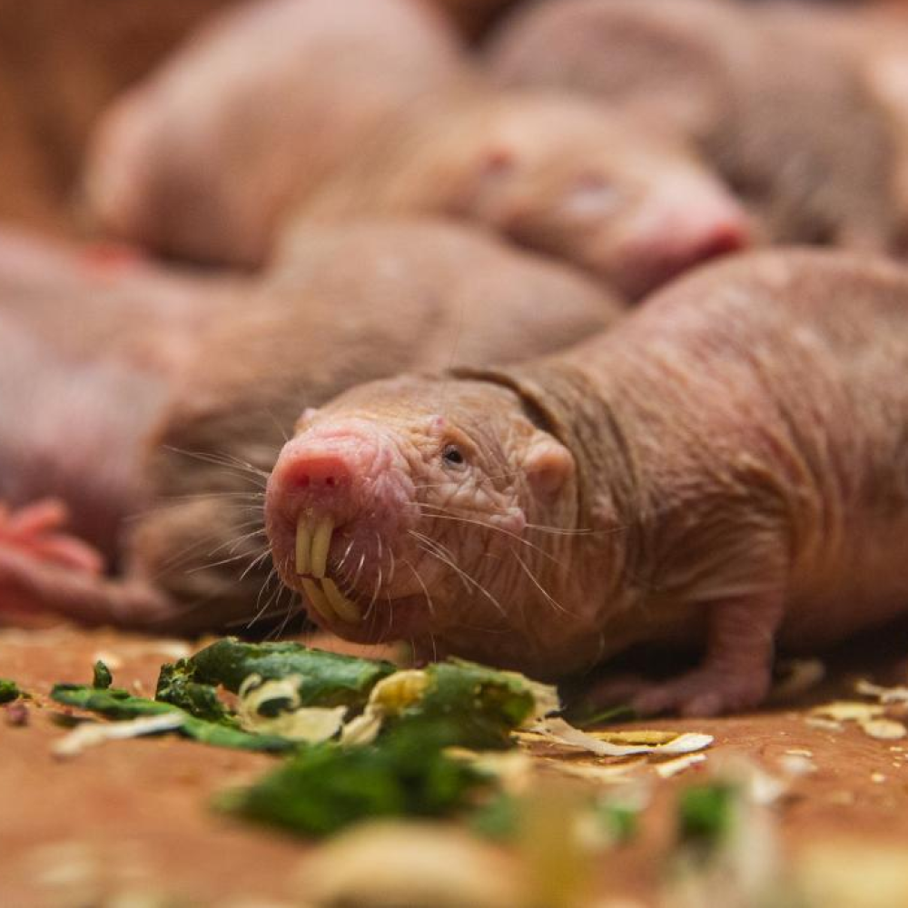 a naked mole-rat sits behind green leafy vegetables