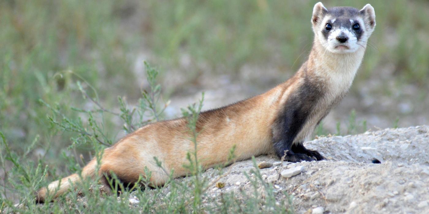 a black footed ferret sits on a rock