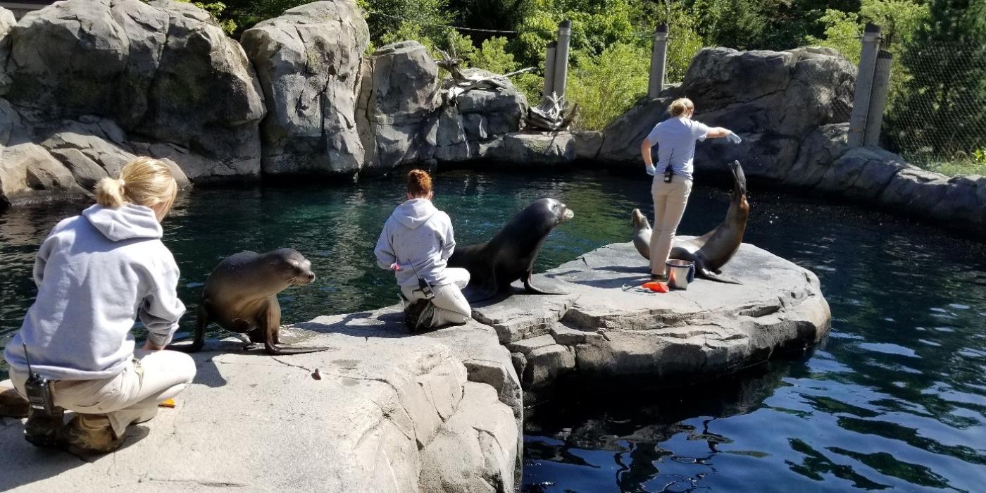 A sea lion demo at the Smithsonian's National Zoo