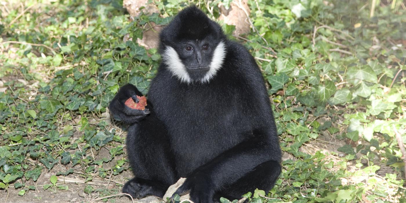 White-cheeked gibbon Sydney in his habitat at Gibbon Ridge. 