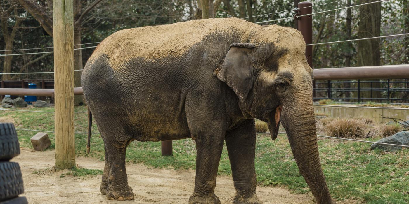 Asian elephant Ambika at the Smithsonian's National Zoo's Elephant Trails habitat in 2016.