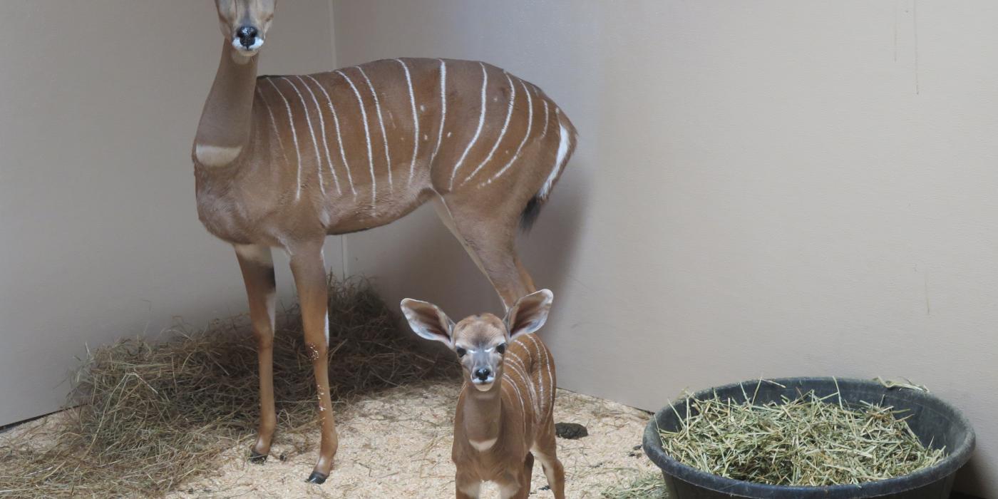 Lesser kudu female Rogue with her newborn male calf behind the scenes at the Zoo’s Cheetah Conservation Station. 