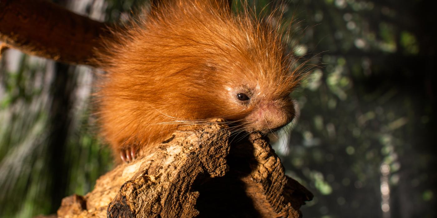 Prehensile-tailed porcupette 