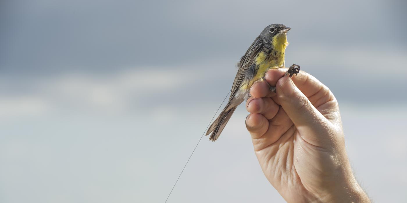 State-of-the-art tracking technology reveals previously unknown long-distance movements of Kirtland’s warblers during the mating season that have important conservation implications for North American birds. 