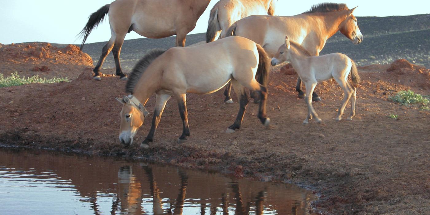 A photo of a group of Przewalski's horses near a watering hole. The image features 4 adult horses and a foal. 