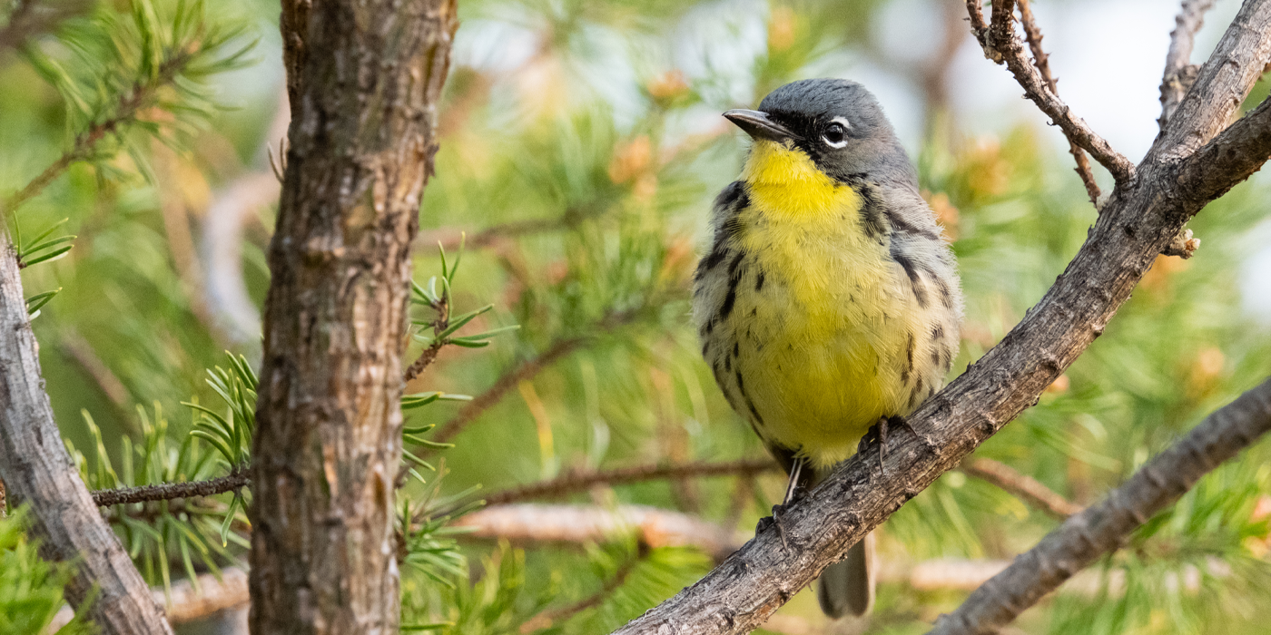 A small, gray and yellow-colored songbird perches on the branch of a coniferous tree.