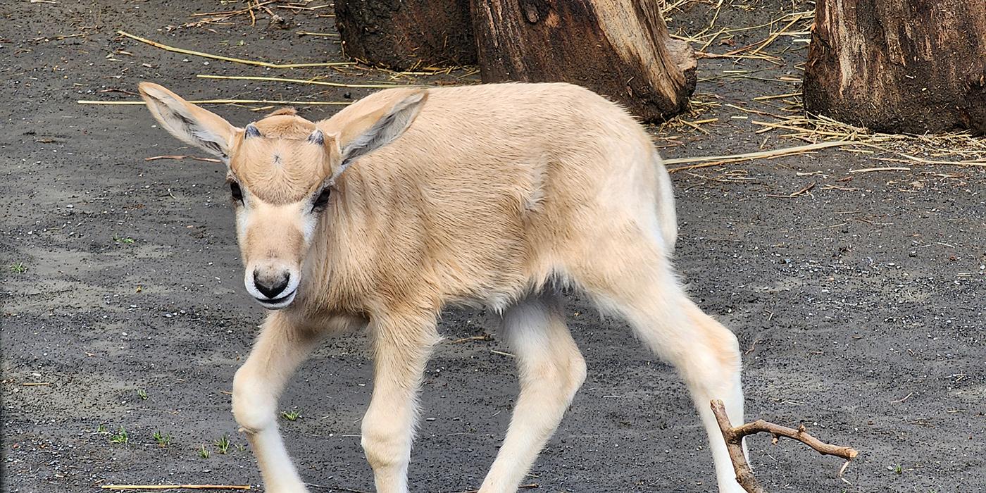 An addax calf walks through the Africa Trail habitat. Addax are stocky, sturdy antelopes with short, slender legs and short tails. The calf has two small horns on the top of her head. She has a tan coat and white facial blazes that resemble an ‘x’ running between her eyes.