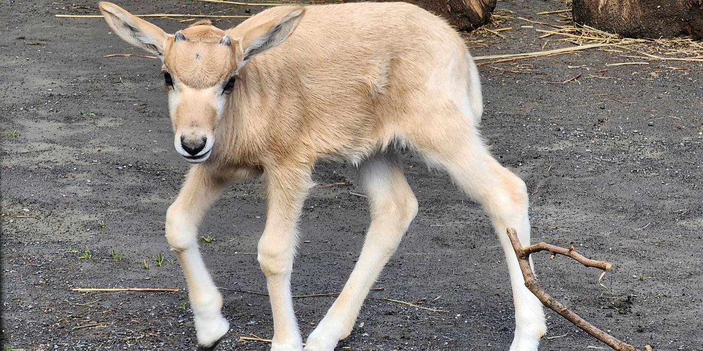 An addax calf walks through the Africa Trail habitat. Addax are stocky, sturdy antelopes with short, slender legs and short tails. The calf has two small horns on the top of her head. She has a tan coat and white facial blazes that resemble an ‘x’ running between her eyes.