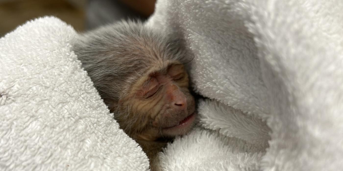 An hours-old baby swamp monkey, swaddled in white cloth.