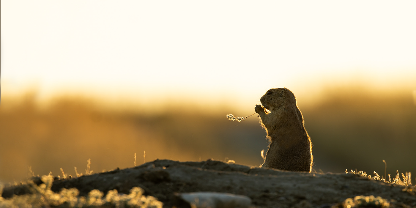 A prairie dog peeks its body out of a burrow. The scene is illuminated by a golden sunrise, casting warm colors over the animal and surrounding prairie.