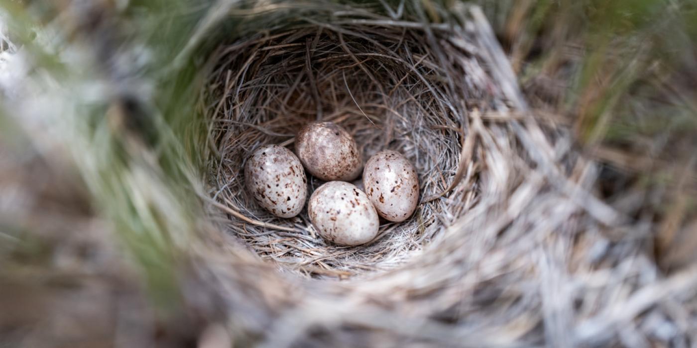 Grassland bird eggs at American Prairie in Montana.