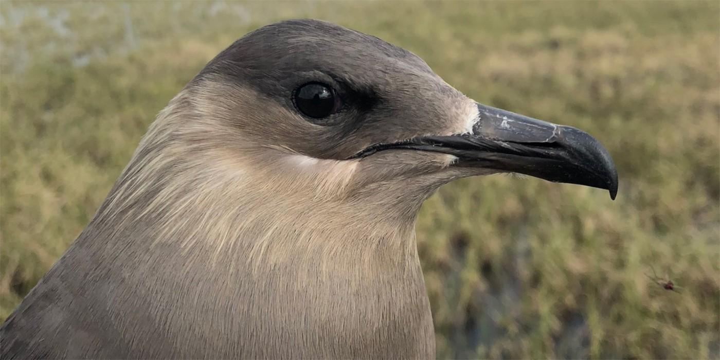 Closeup of a parasitic Jaeger 