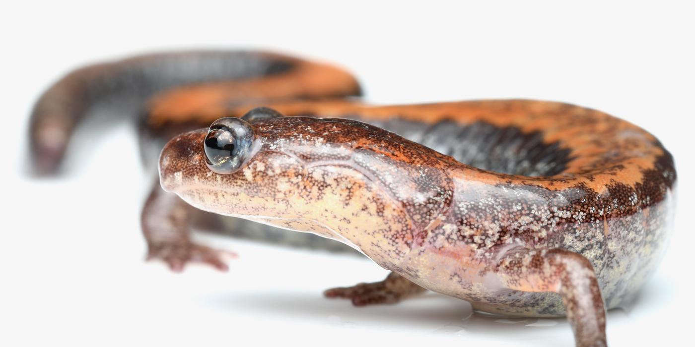 Photo of a red backed salamander against a white backdrop.