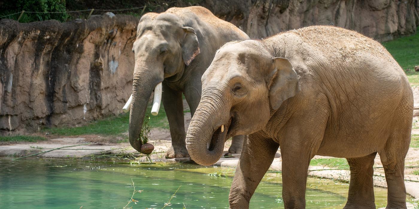 Asian elephants Nhi Linh (foreground) and Spike near the pool.