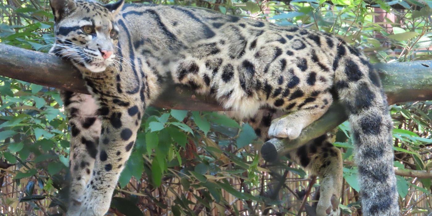 Clouded leopard Jilian rests in her outdoor enclosure at the Asia Trail Exhibit.