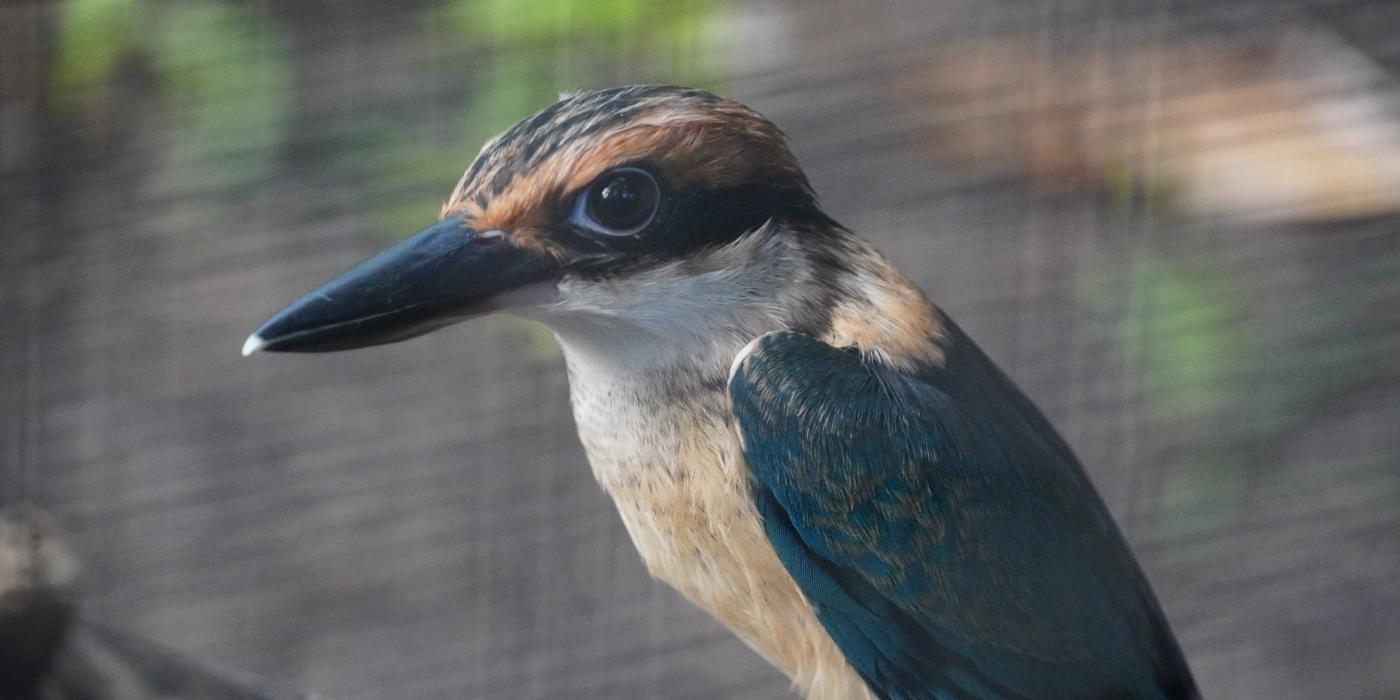 Photo of a female Guam sihek perched on a branch in an enclosure.