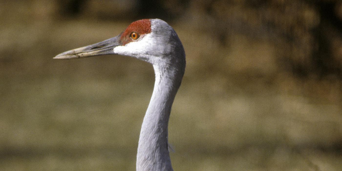 Closeup of a sandhill crane's head, which has a red cap, white cheeks, and a long yellow-gray beak.