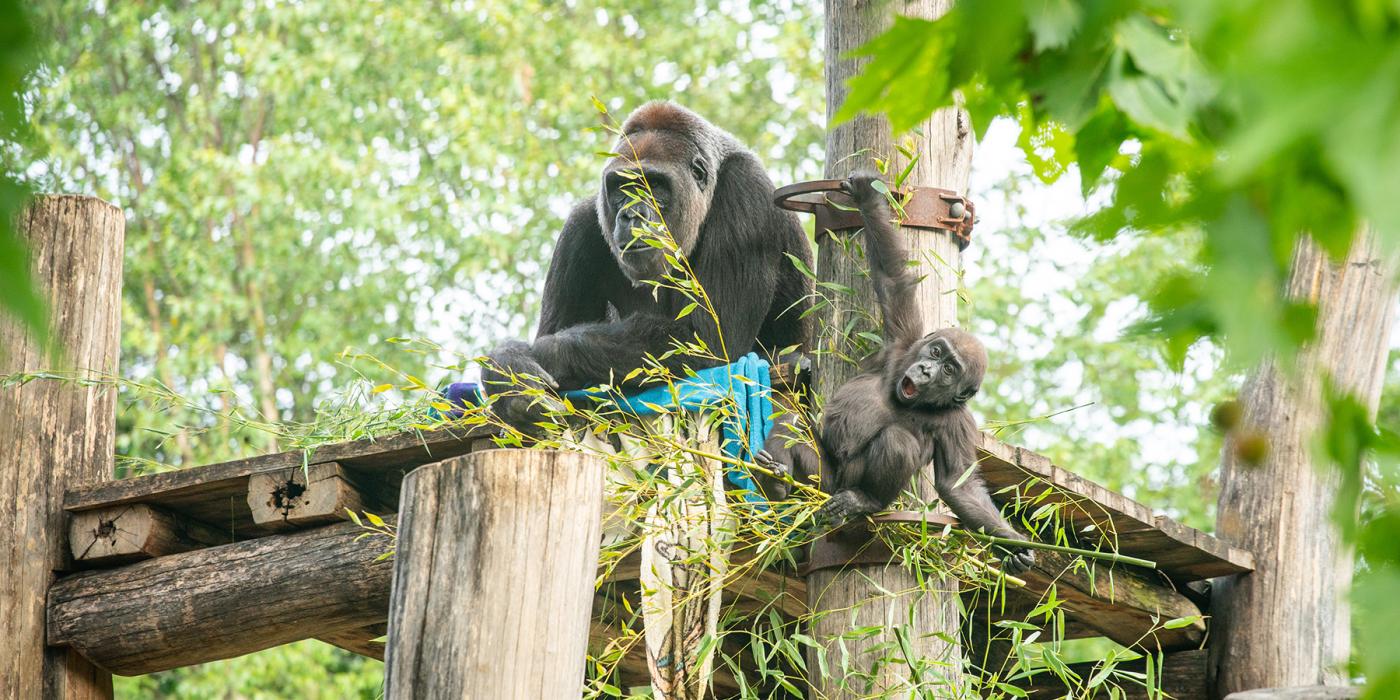 Western lowland gorillas Calaya and Zahra spend time on the climbing structure. Calaya is sitting on the highest platform while Zahra playfully hangs off the side.