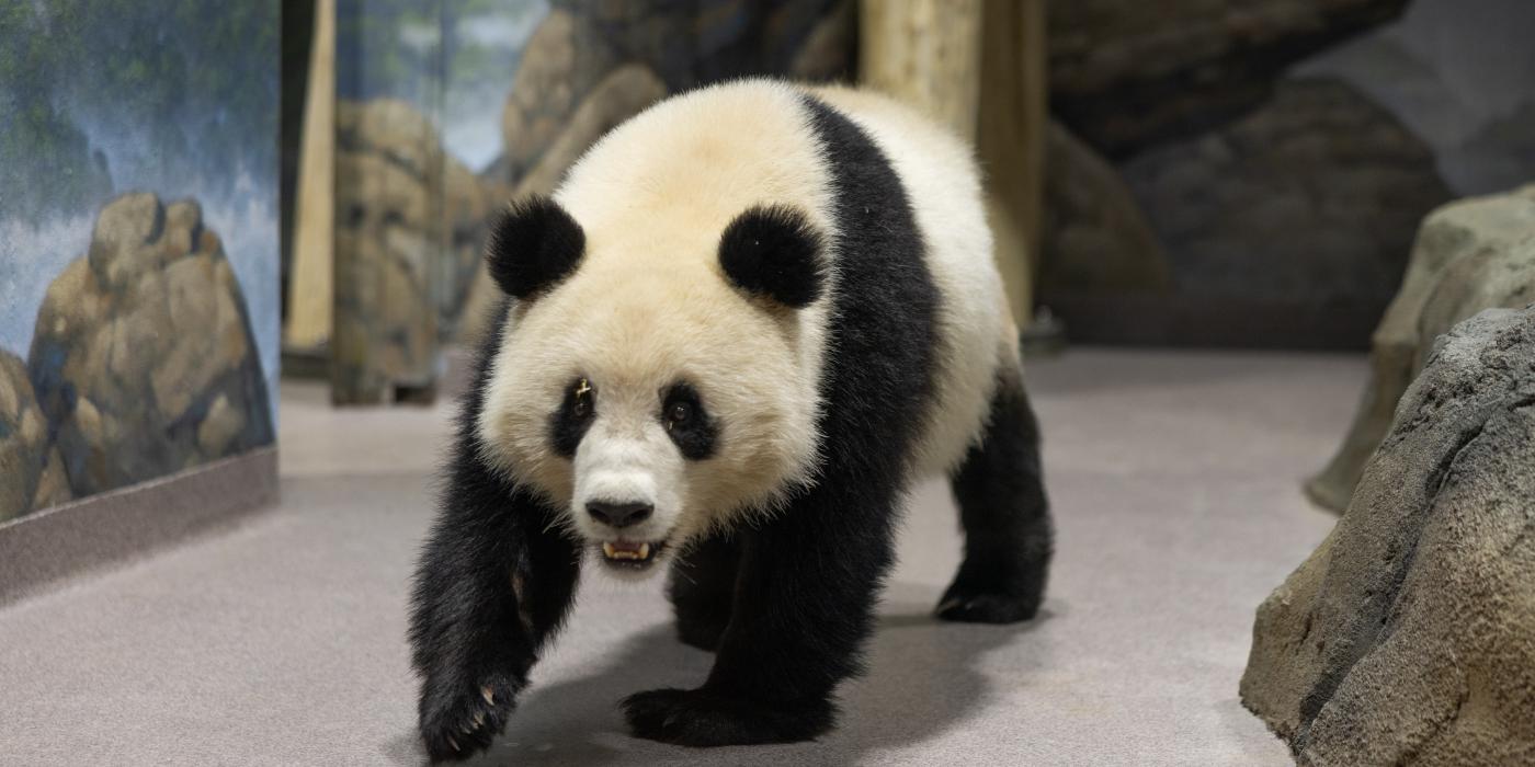 Giant panda Qing Bao in her habitat at Smithsonian's National Zoo and Conservation Biology Institute