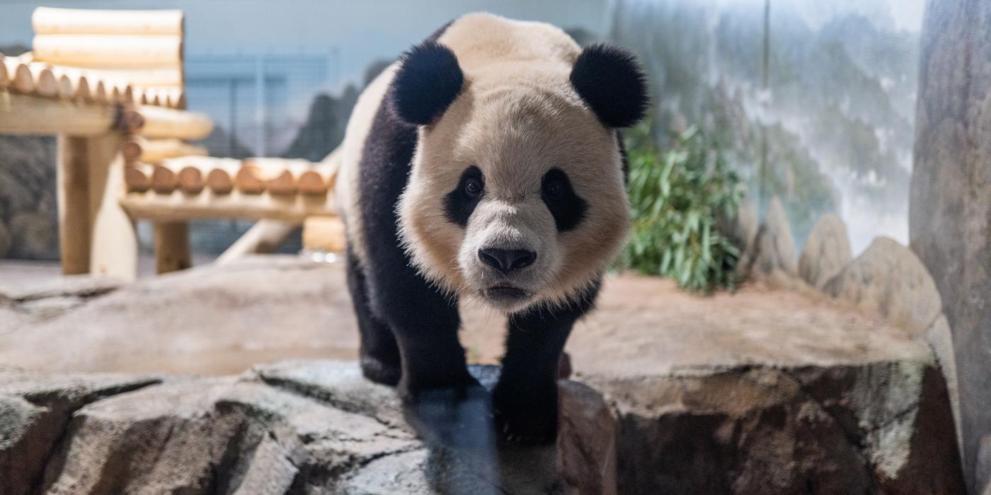 Giant panda Bao Li in his habitat at Smithsonian's National Zoo and Conservation Biology Institute