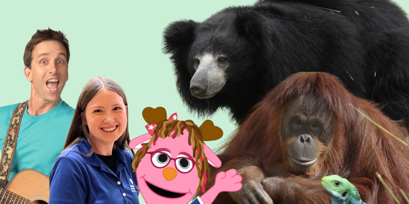 Get a Head Start with the Smithsonian virtual field trip hosts with a sloth bear, orangutan, and iguana