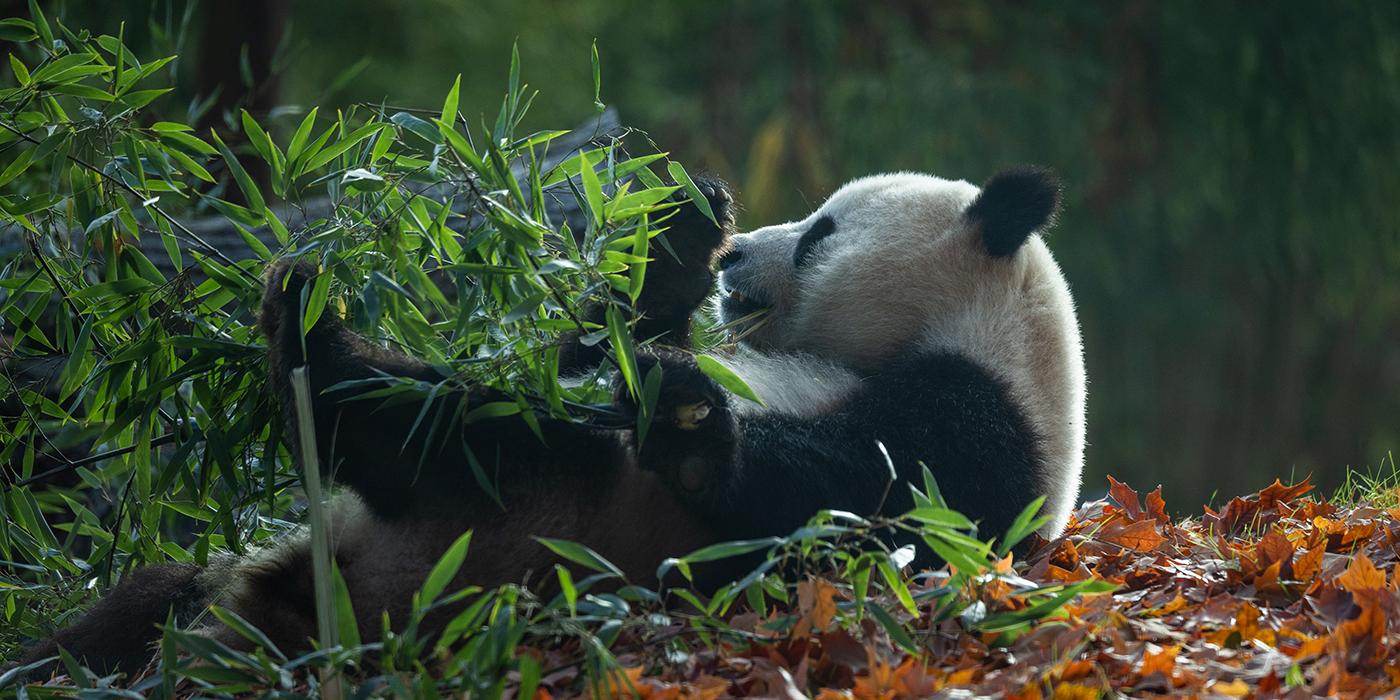 A panda leans back and munches on bamboo on a carpet of orange-hued leaves.