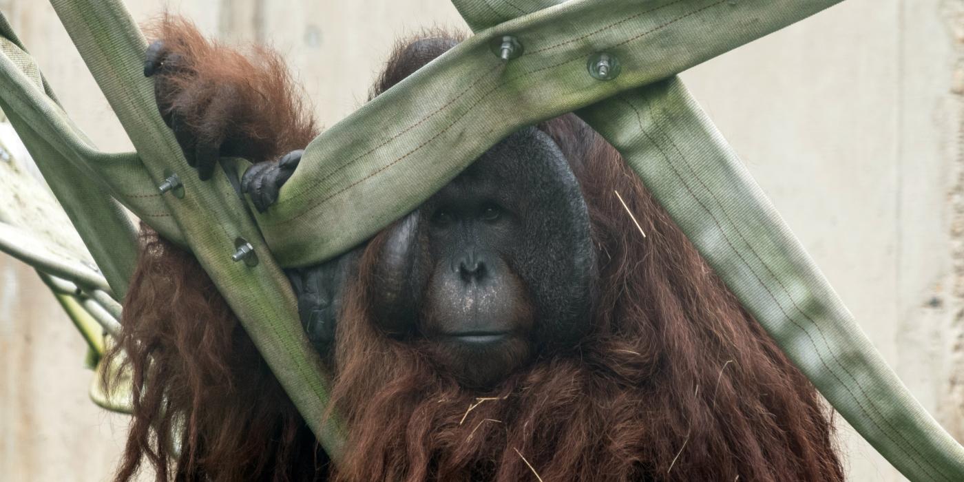 Bornean orangutan Kyle climbs a web made of recycled fire hose in the Great Ape House’s outdoor habitat. Photo credit: Connor Mallon, Smithsonian’s National Zoo and Conservation Biology Institute