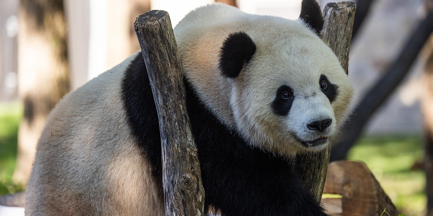 Bao Li hangs out in a tree.