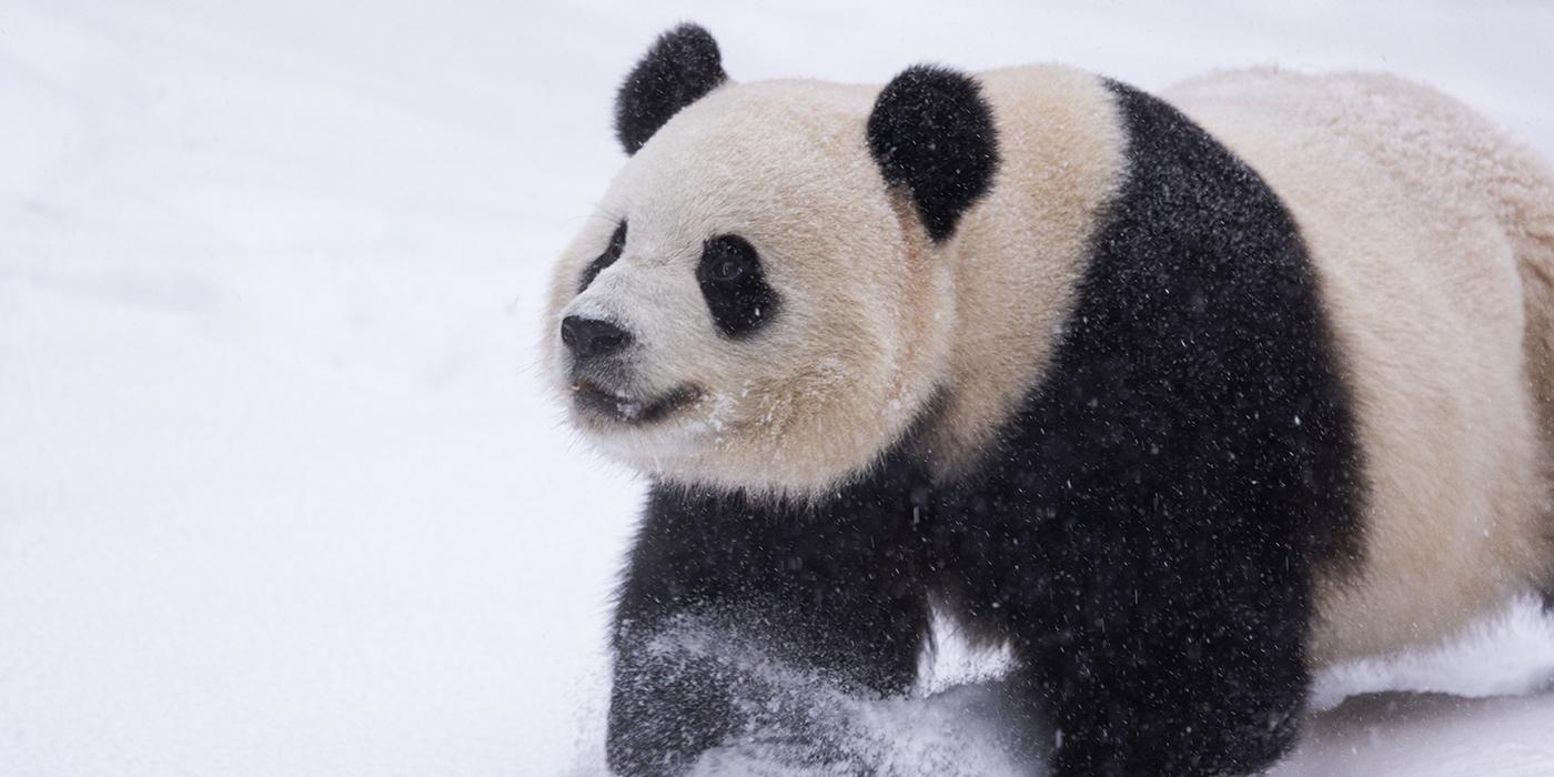 Giant panda Bao Li romps through the snow