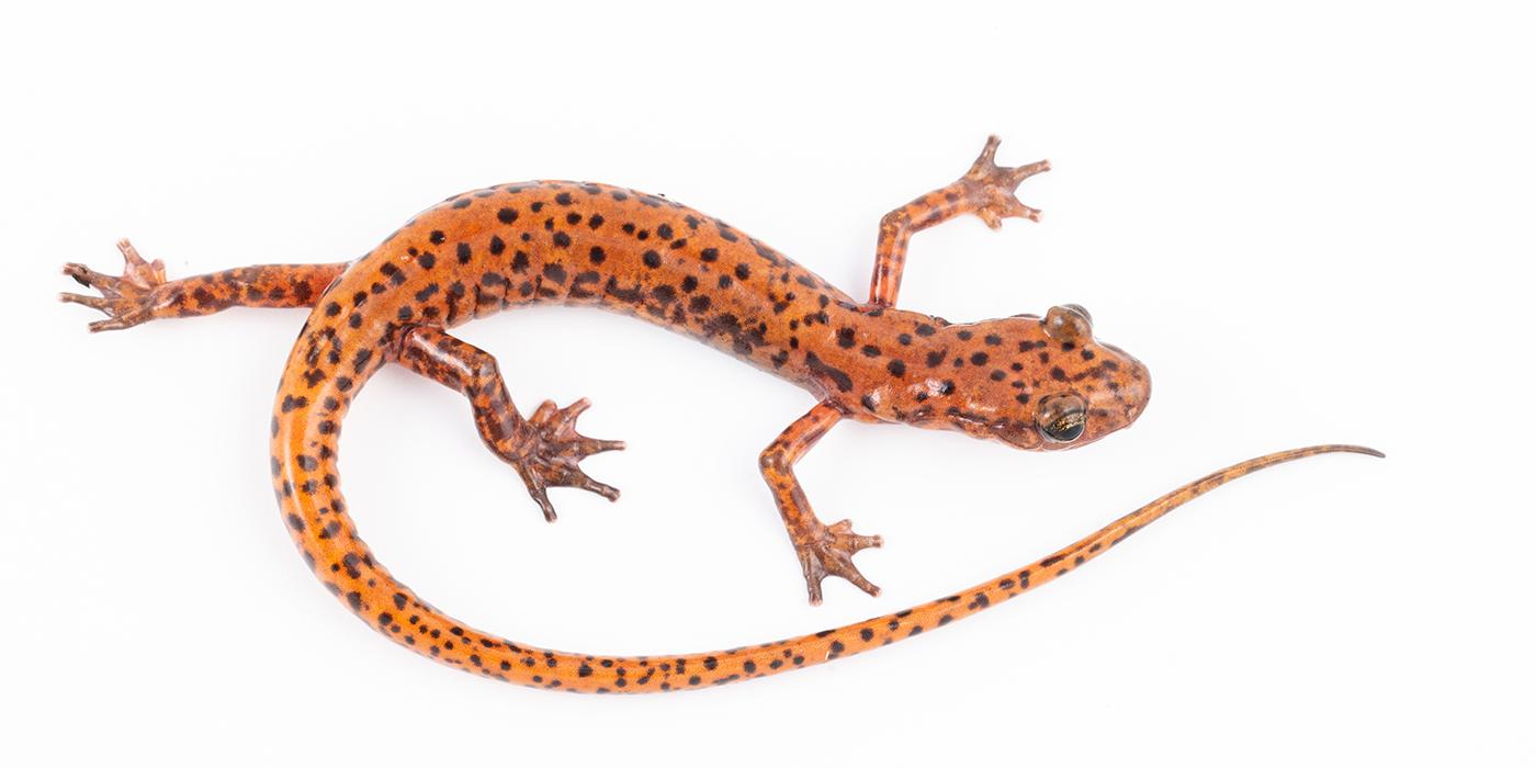 Top-down view of a cave salamander