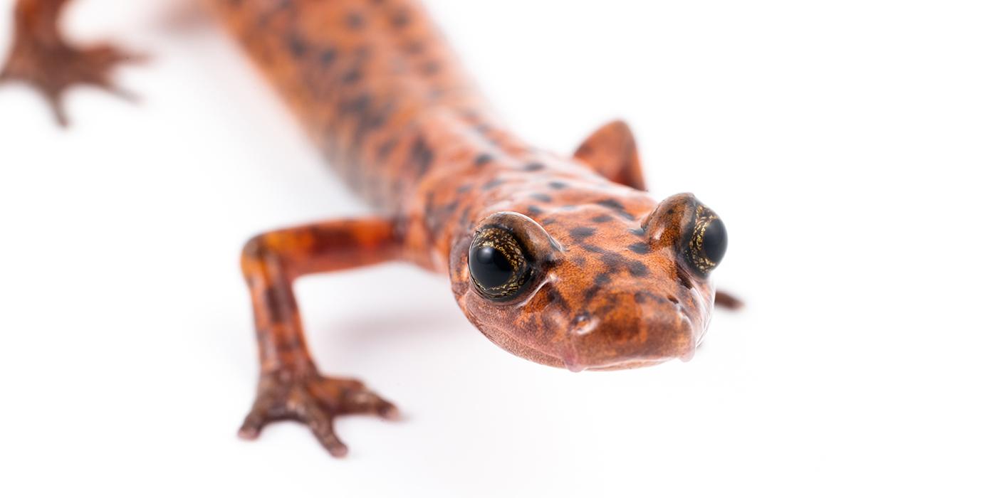 Closeup of a cave salamander