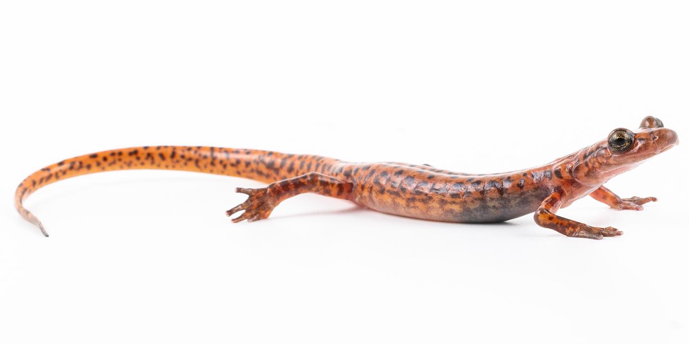 A long salamander stretches out on a white background.