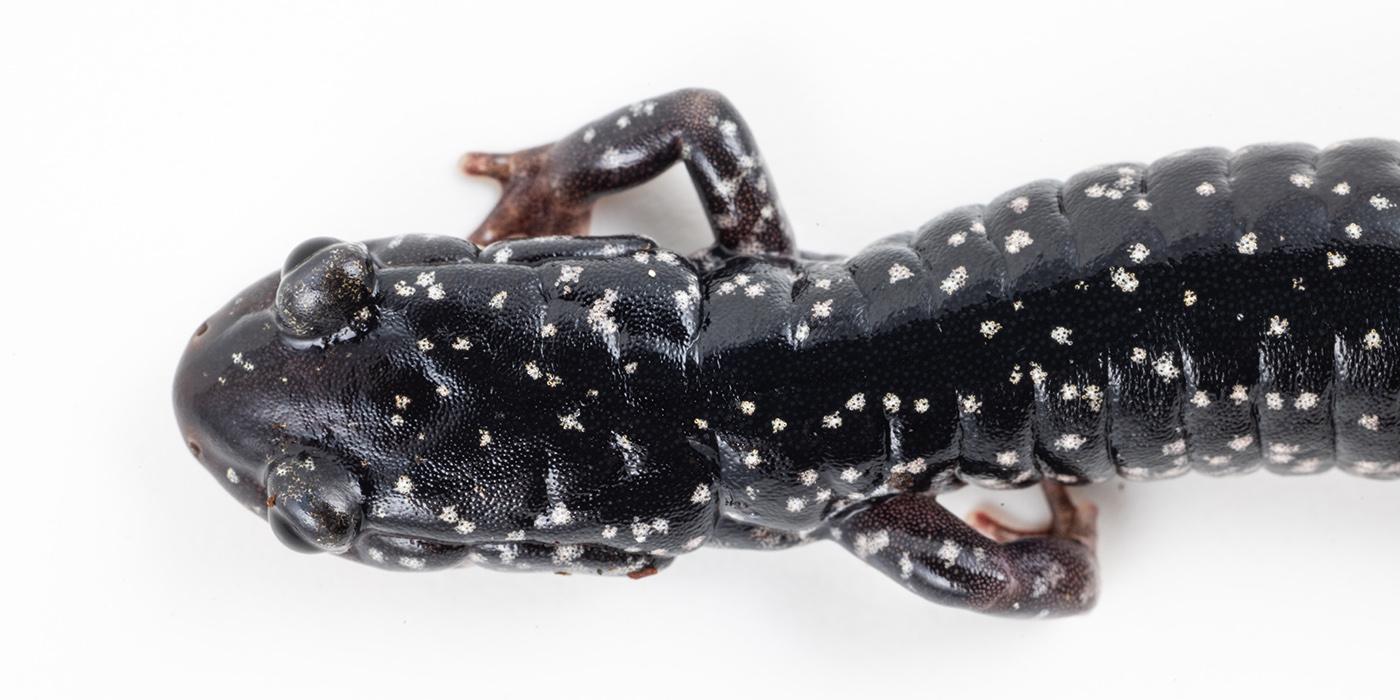 Top-down view of the head of a salamander.