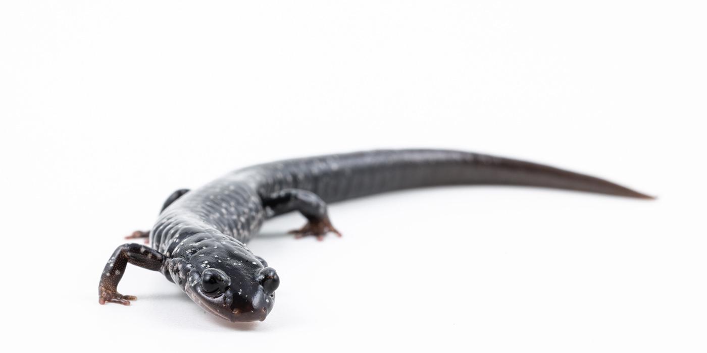 Side view of a salamander with a long tail. 