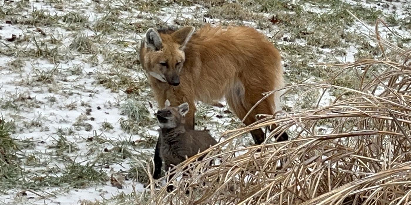 A mother and baby maned wolf in a snowy outdoor habitat area.