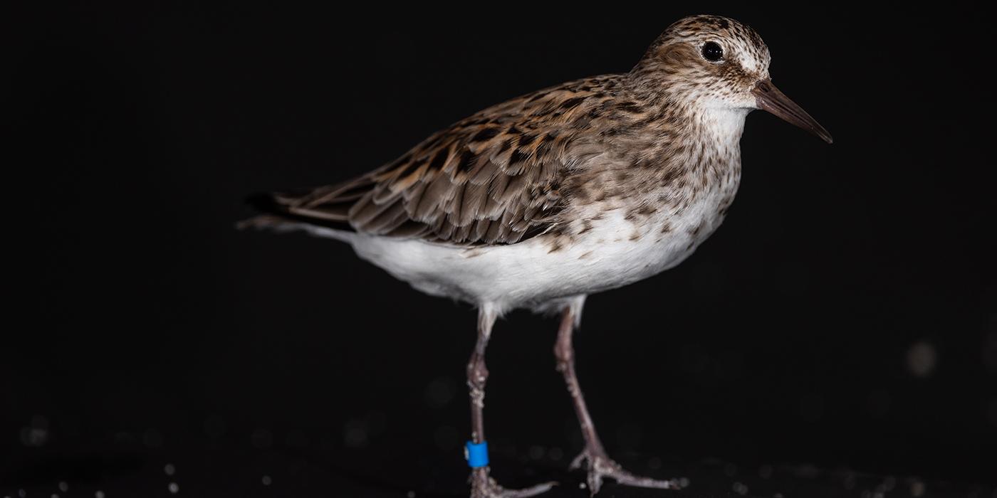 Semipalmated sandpiper on a black background