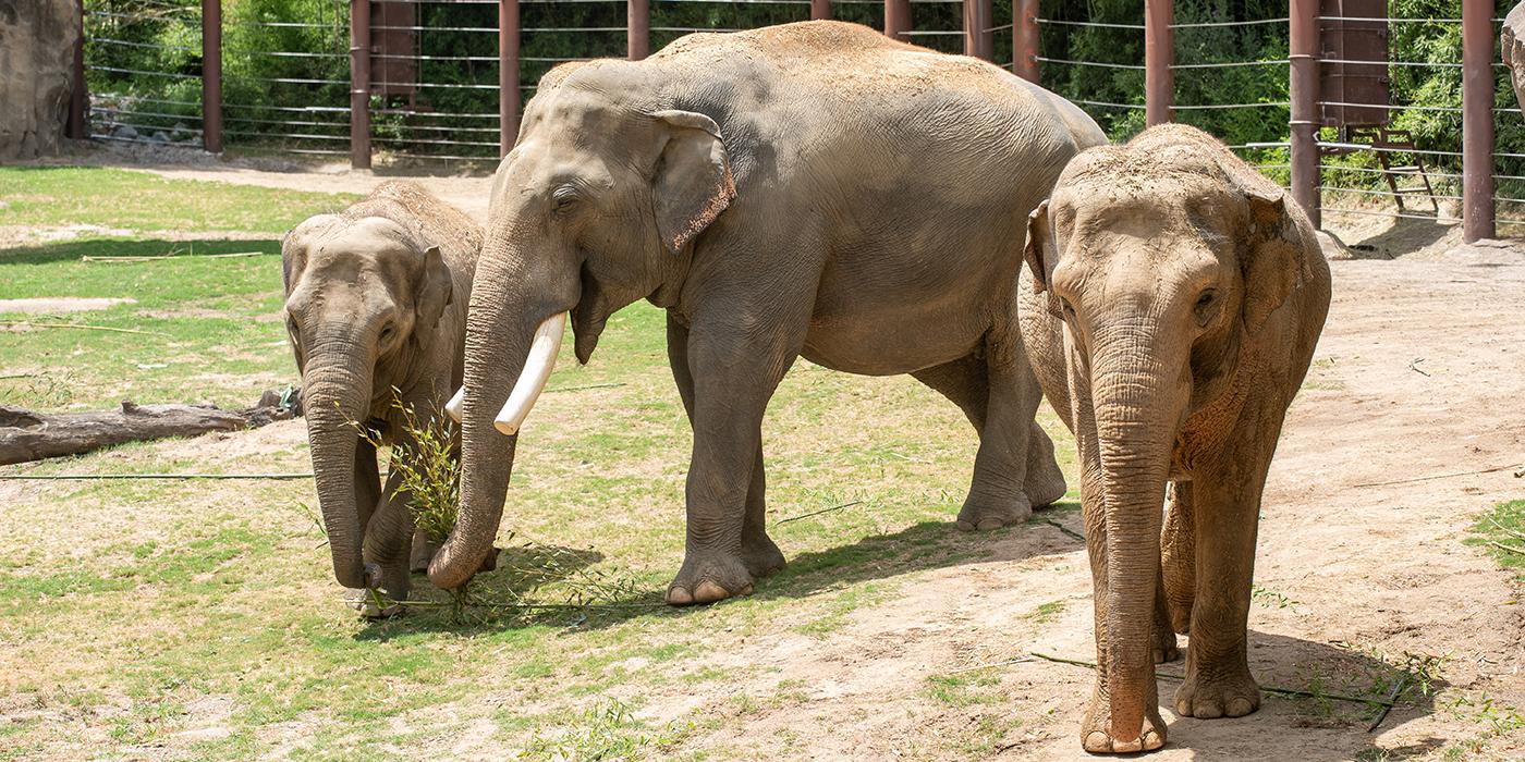 Three elephants in an exhibit yard.