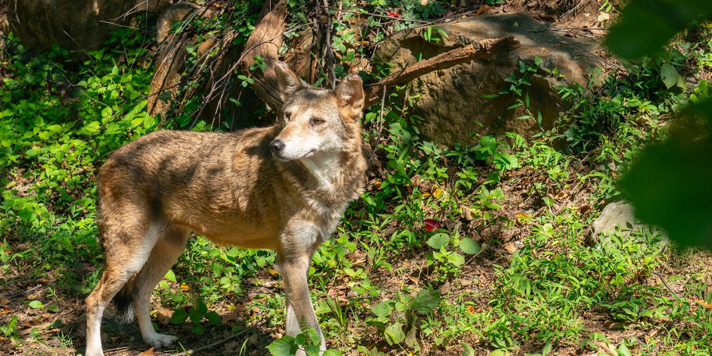 A red wolf in a shady forest zoo habitat.