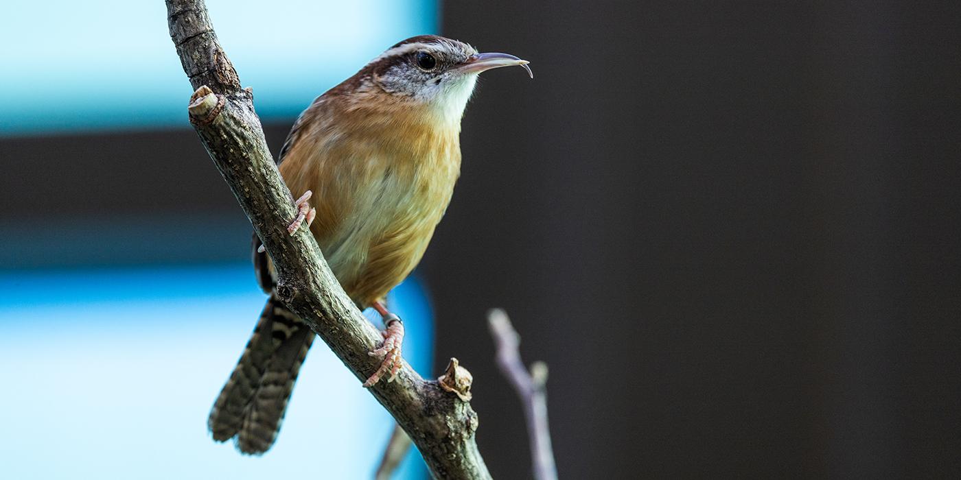 Carolina wren in the Bird House