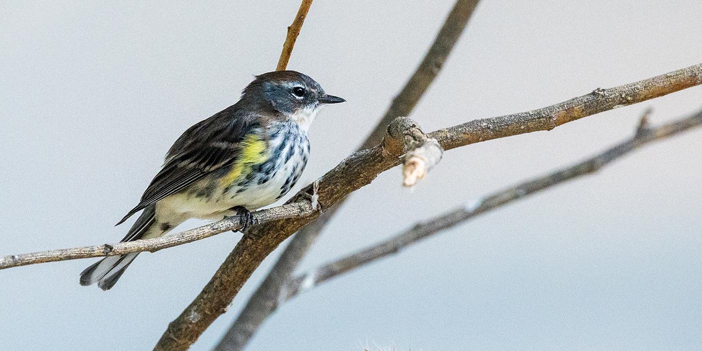 Yellow-rumped warbler at the Bird House