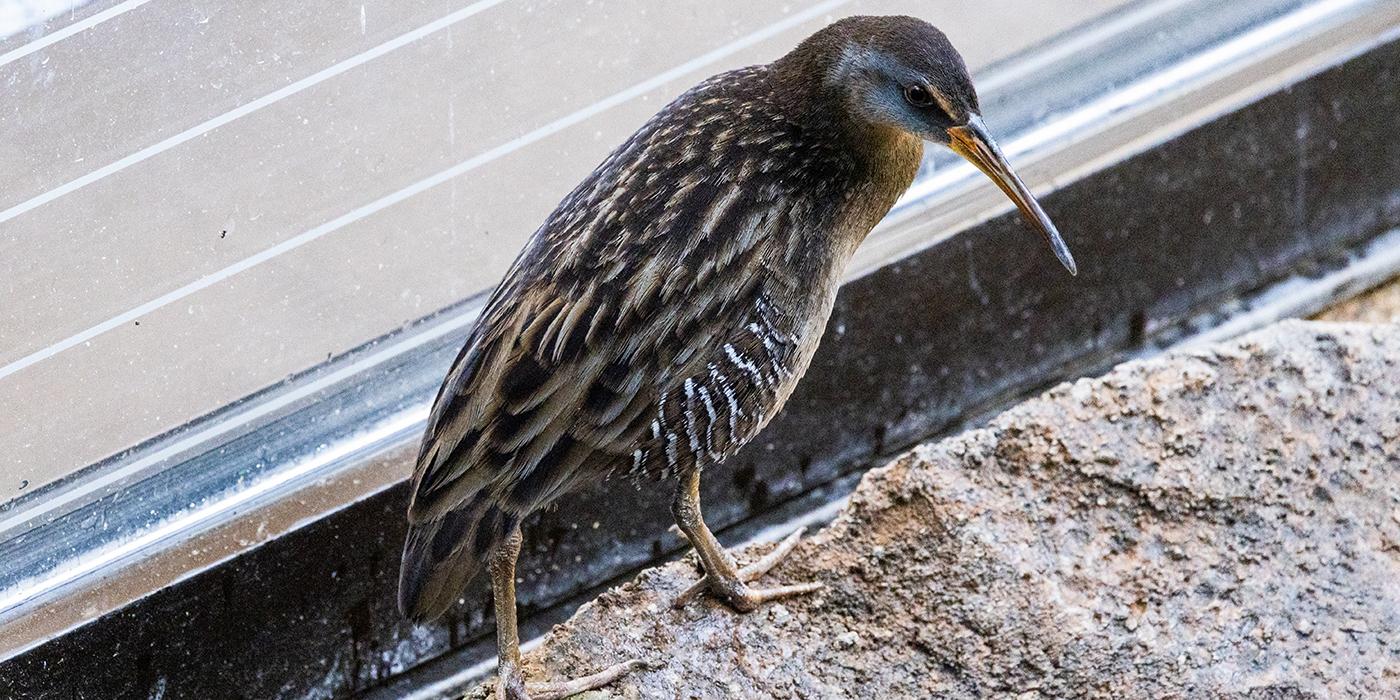 Clapper rail at the Bird House