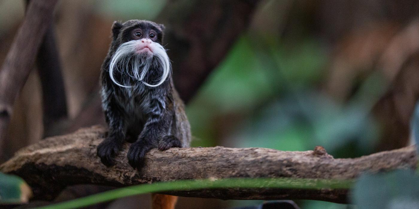 An emperor tamarin, a small monkey with a long white mustache, sitting on a branch. 