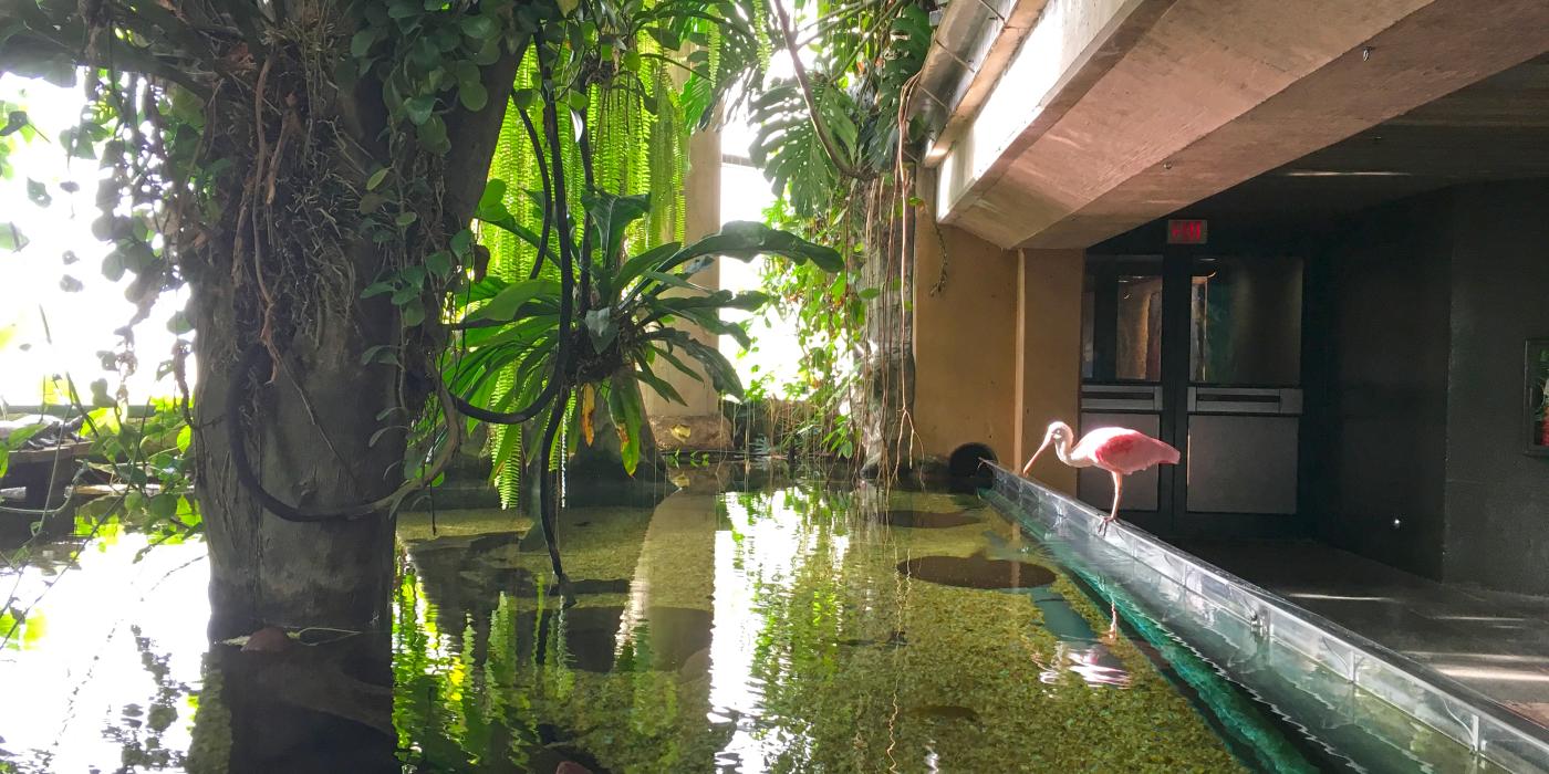 An exhibit inside the Smithsonian's National Zoo's Amazonia exhibit with water, fish, trees and a roseate spoonbill