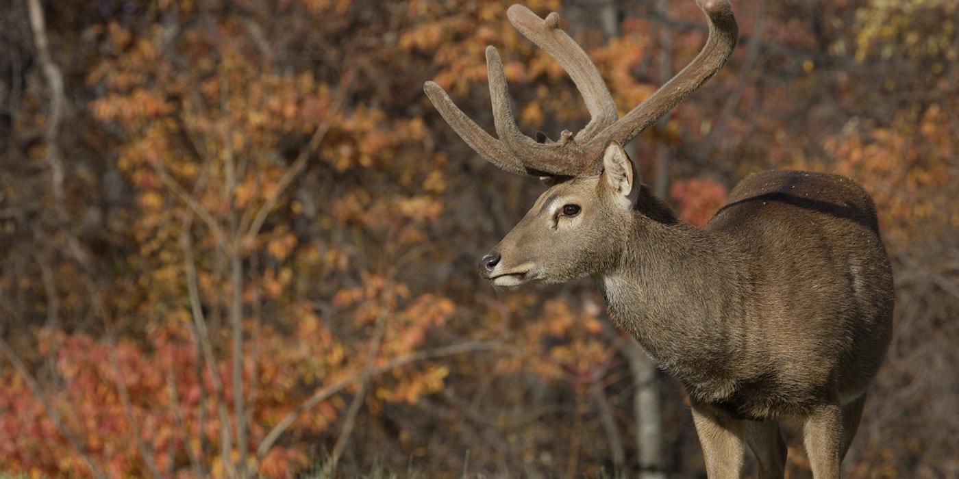 An eld's deer with horns stands against a backdrop of trees with orange leaves