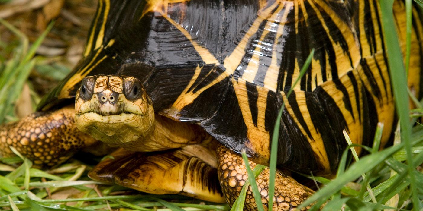 Black and yellow turtle in the grass. A yellow spot in the center of each scute has yellow rays extending from it