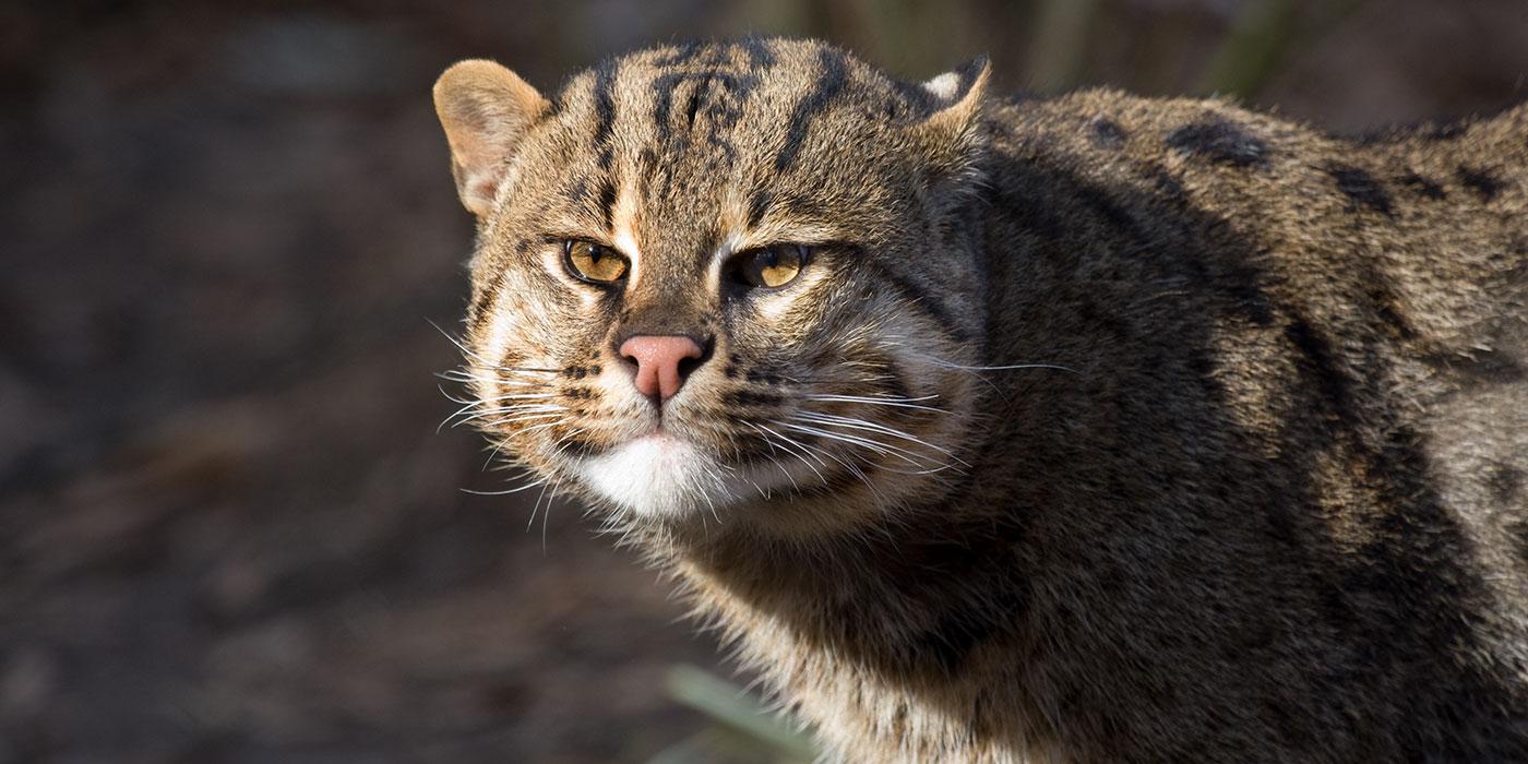 A medium-sized cat with thick fur with dark spots and stripes